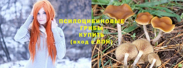 сатива Волоколамск